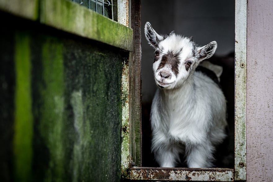 PYGMY GOAT